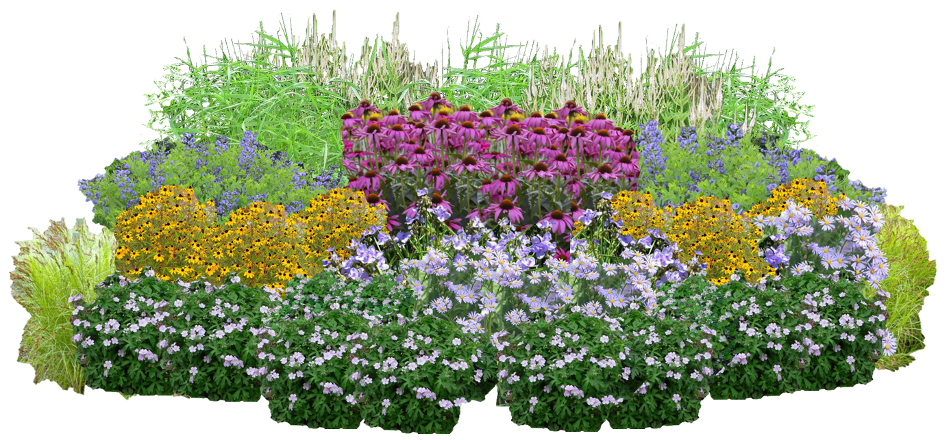 Pollinator Playground Perennial Native Plants Collection [48 plants]
