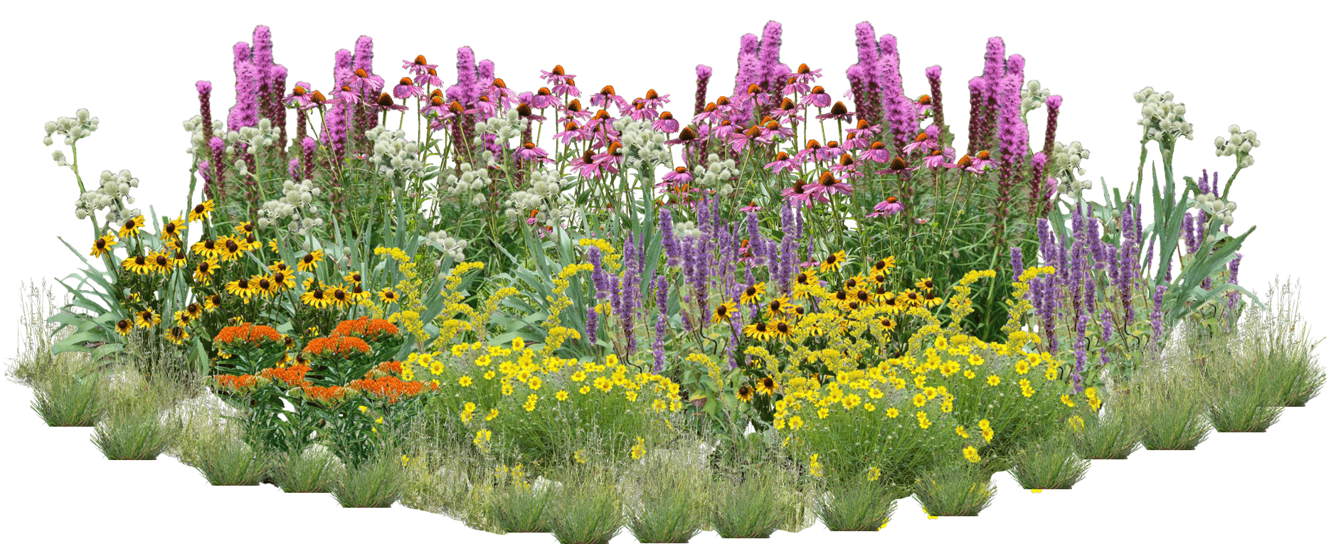 Wondrous Wildflowers Perennial Native Plants Collection [96 plants]