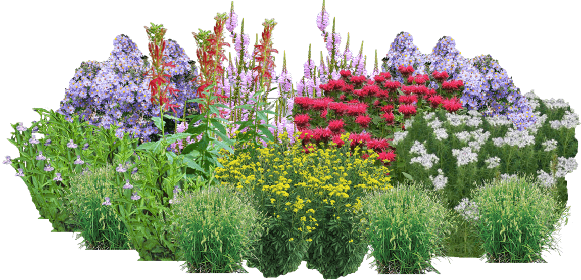 Butterfly Sanctuary Perennial Native Plants Collection [32 plants]