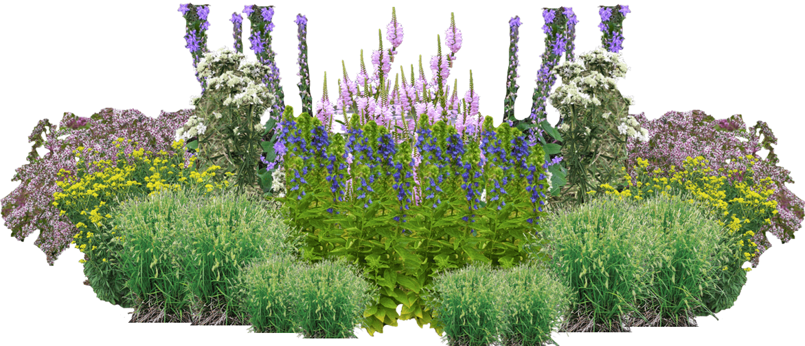 Frosted Forest Perennial Native Plants Collection [32 plants]