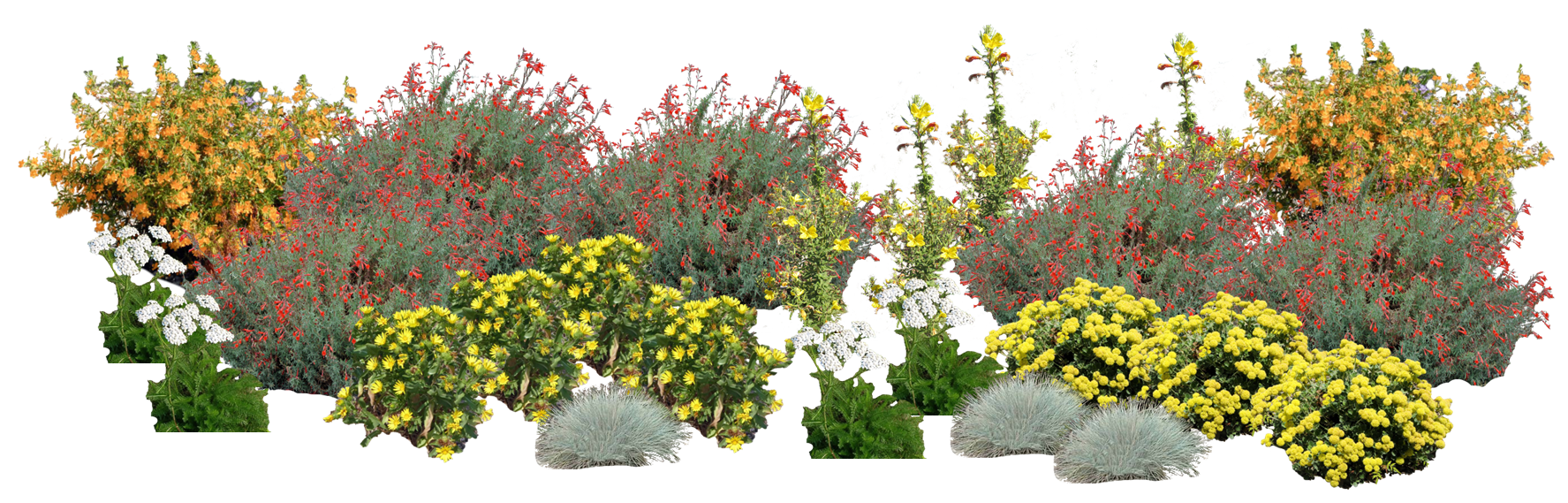 Fuchsia Festival Perennial Native Plants Collection [25 plants]
