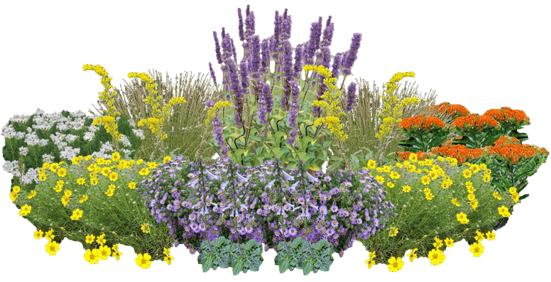 Butterfly Playground Perennial Native Plants Collection [32 plants]