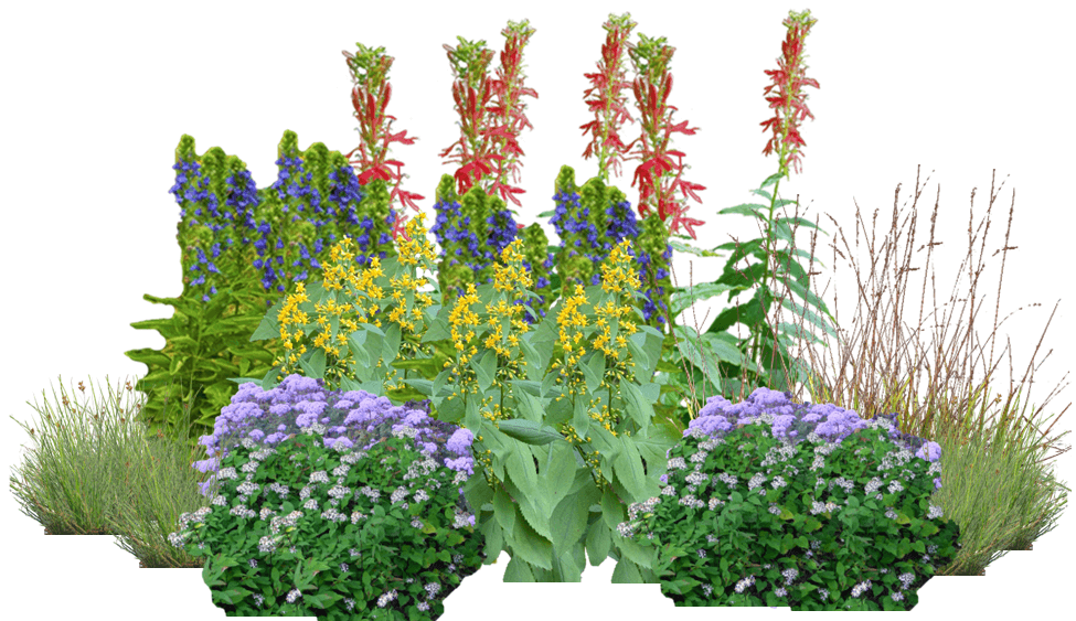 Hummingbird Happy Hour Perennial Native Plants Collection [32 plants]