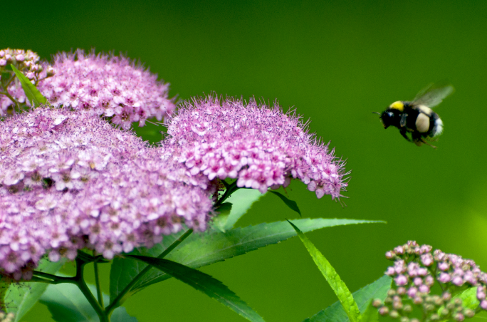 Bumblebee flying near pink flowers