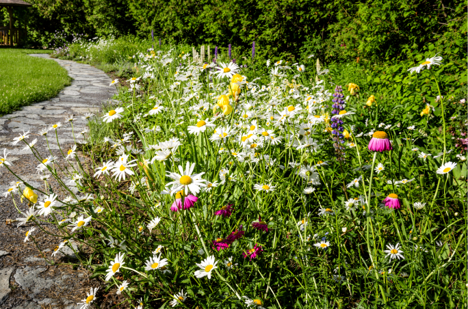 Wildflowers next to a stone pathway