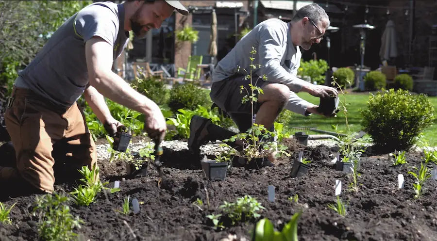 Two men planting native plants in a garden bed