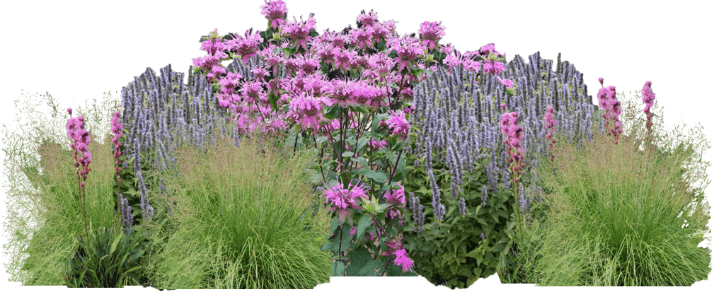 Pink and lavender native plant garden