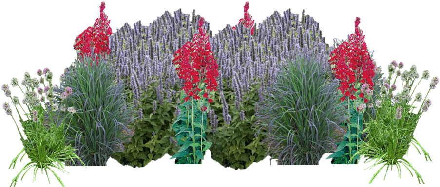 Red and lavender native plant garden