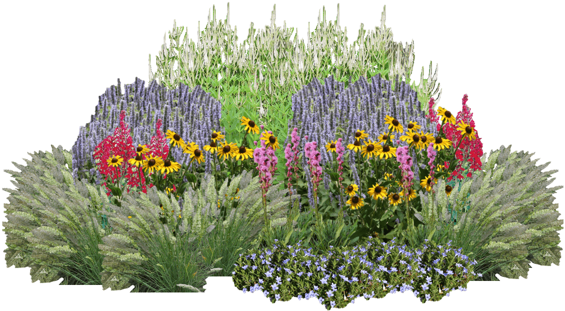 A garden of multicolored native flowers and grasses