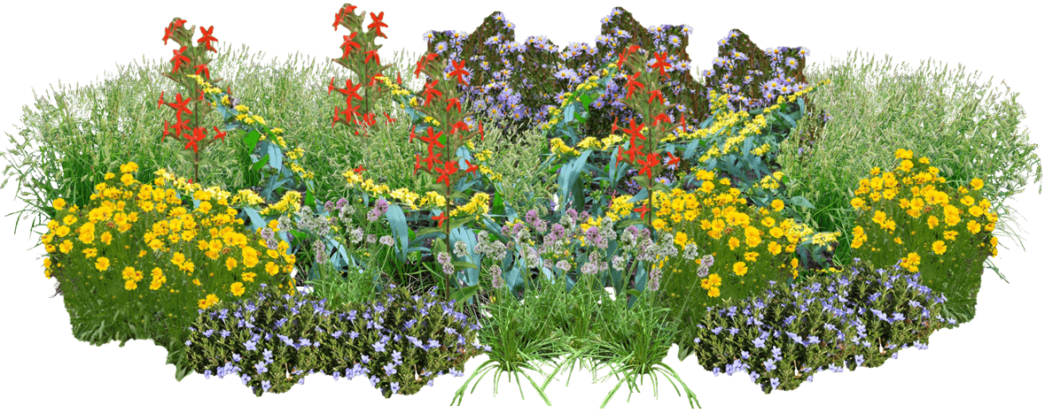 Multicolored native plant garden