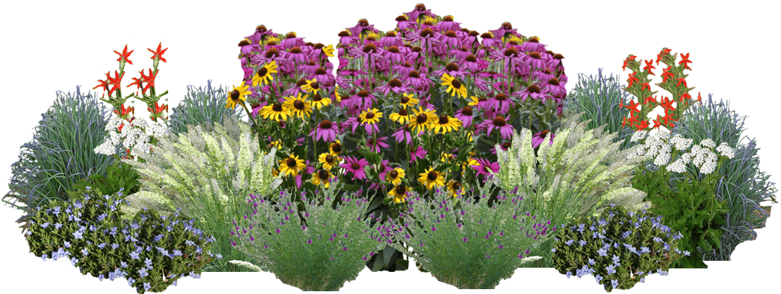 A multicolored garden of native flowers and grasses