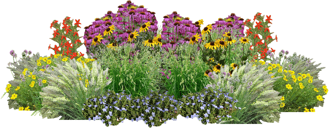 Multicolored native flowers and grasses
